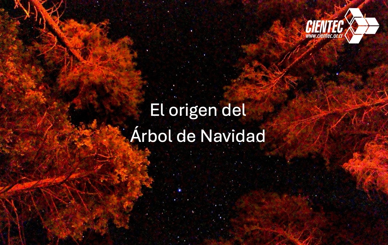 noche estrellada vista a través de los árboles