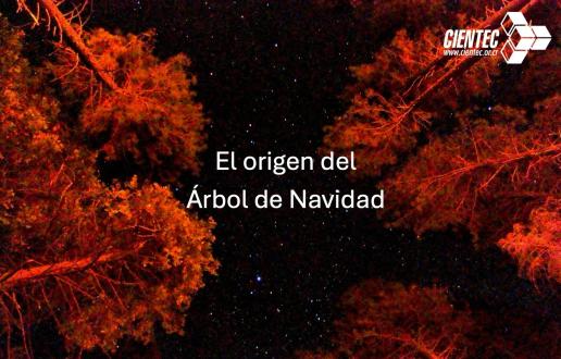 noche estrellada vista a través de los árboles